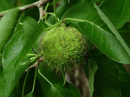 {Maclura pomifera}